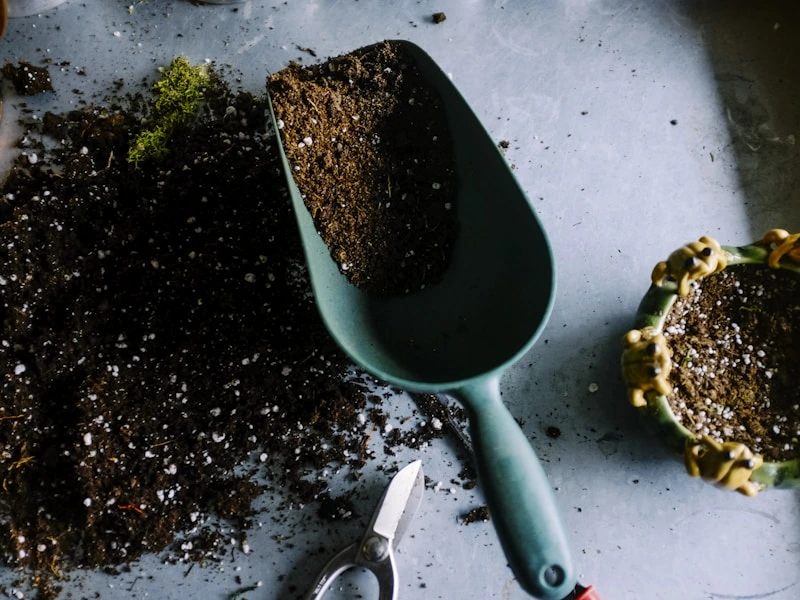 Φυτά Εσωτερικού Χώρου