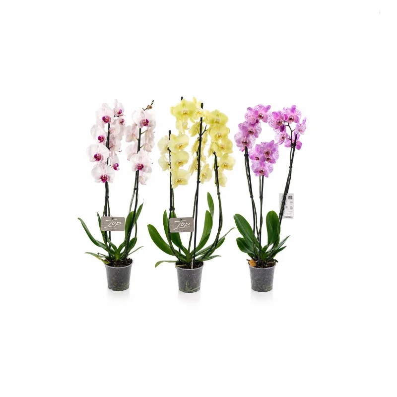 Ορχιδέα Phalenopsis